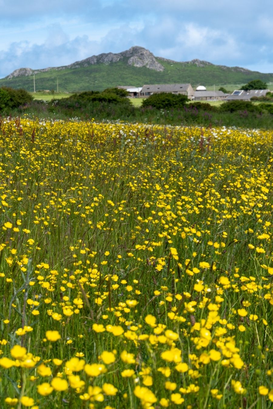 Penrhiw Priory Wildflower Meadow